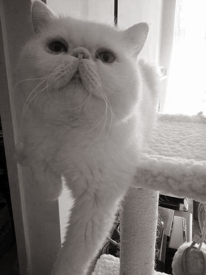 gallery/22813969_1126808740787121_3893965122338533154_n